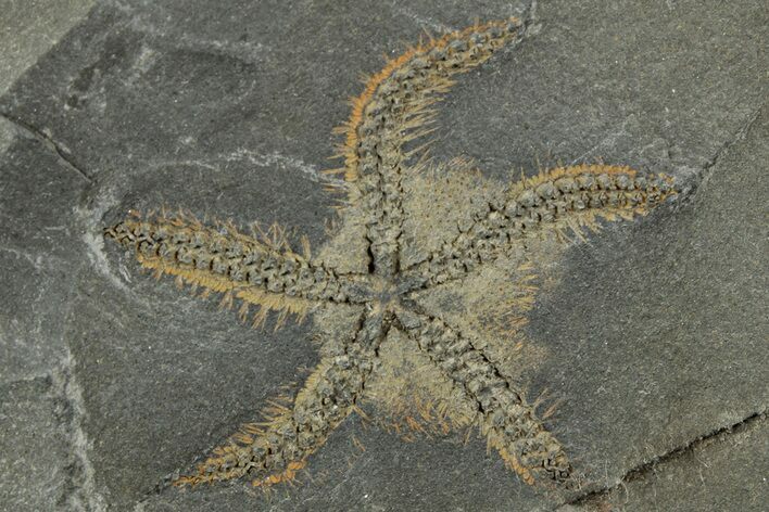 Ordovician Brittle Star (Ophiura) - Morocco #329120